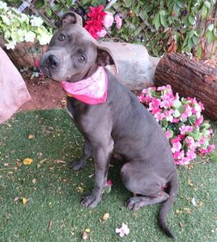 BIG MAMA -  Pit Bull Terrier Dog for Adoption in Oklahoma City, Oklahoma - BIG MAMA | PetCurious