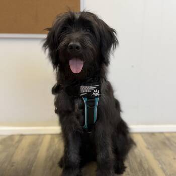 Labradoodle Dogs Available for Adoption in Sonora, California - Max | PetCurious