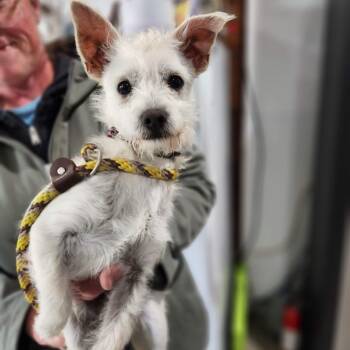 Rescue Terrier and Mixed Breed Dogs for Adoption in Prescott, Arizona - Vinny | PetCurious