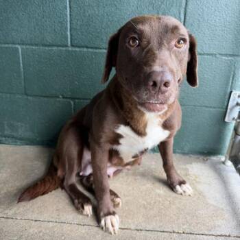Martha Stewart -  Labrador Retriever and Mixed Breed Dog for Adoption in Carencro, Louisiana - Martha Stewart | PetCurious