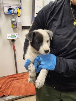 Australian Cattle Dog Blue Heeler and Mixed Breed Dogs Available for Adoption in Albuquerque, New Mexico - BIRDIE | PetCurious