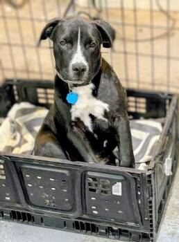 Rescue Pit Bull Terrier and Mixed Breed Dogs for Adoption in Evergreen, Colorado - Bubba | PetCurious