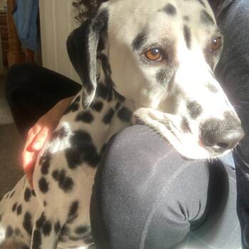 Spark-ADOPTION PENDING -  Dalmatian Dog for Adoption in San Diego, California - Spark-ADOPTION PENDING | PetCurious