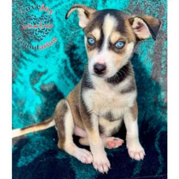 Pomsky Dogs Available for Adoption - Aurora | PetCurious