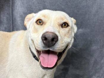 Summer -  Labrador Retriever and Pit Bull Terrier Dog for Adoption in Portland, Oregon - Summer | PetCurious