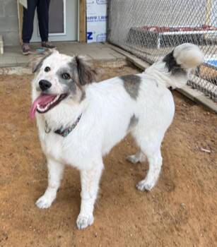Border Collie Dogs Available for Adoption in Hampton, Virginia - Sunshine | PetCurious