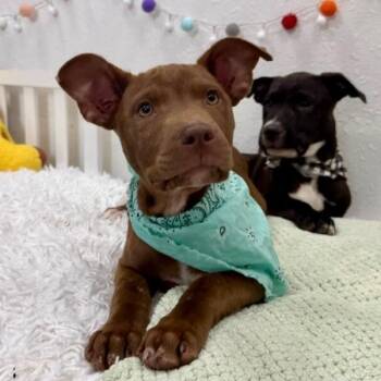Pit Bull Terrier and Staffordshire Bull Terrier Dogs Available for Adoption in Friendswood, Texas - Mike Lakers | PetCurious