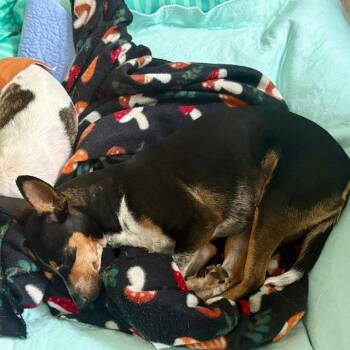 Winnie -  Chihuahua and Rat Terrier Dog for Adoption in Park Row, Texas - Winnie | PetCurious