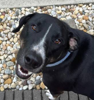 Tone -  Mixed Breed Dog for Adoption in Orland Park, Illinois - Tone | PetCurious