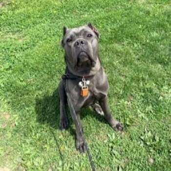 Cane Corso Dogs Available for Adoption in Phoenixville, Pennsylvania - Fiona | PetCurious