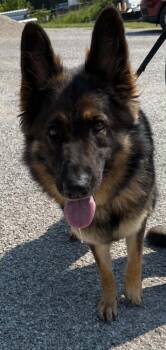 Heidi -  German Shepherd Dog Dog for Adoption in Evansville, Indiana - Heidi | PetCurious