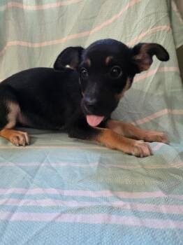 DOROTHY -  Shepherd and Mixed Breed Dog for Adoption in Cincinnati, Ohio - DOROTHY | PetCurious