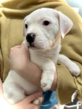 Boxer Dogs Available for Adoption - Bean | PetCurious