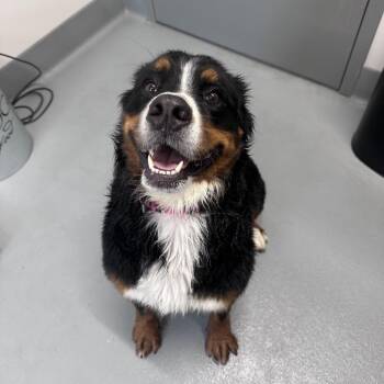 Cali -  Bernese Mountain Dog Dog for Adoption in Mount Vernon, Indiana - Cali | PetCurious