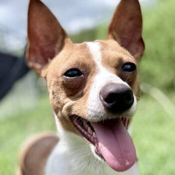 Mac -  Chihuahua and Miniature Pinscher Dog for Adoption in Chattanooga, Tennessee - Mac | PetCurious