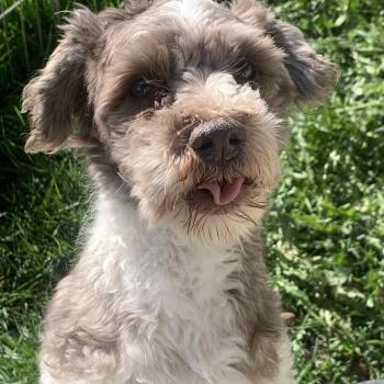 Havanese Dogs Available for Adoption in Danville, Vermont - Charlie | PetCurious
