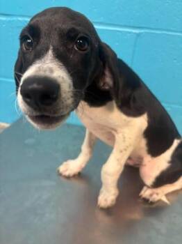 Toe -  Coonhound and Mixed Breed Dog for Adoption in Paducah, Kentucky - Toe | PetCurious