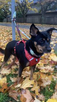 Rescue Mixed Breed Dogs for Adoption in Richmond, British Columbia - Lisa | PetCurious