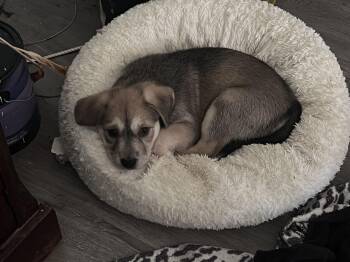 Shepherd Dogs Available for Adoption in Walker, Louisiana - Georgie | PetCurious