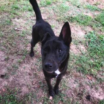 Sweetie Pie -  Labrador Retriever Dog for Adoption in Little Rock, Arkansas - Sweetie Pie | PetCurious