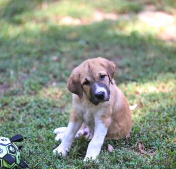 Calvin -  Great Pyrenees and Australian Shepherd Dog for Adoption in Falmouth, Maine - Calvin | PetCurious
