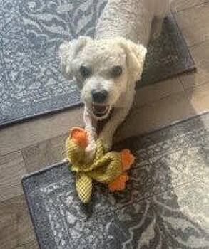 Mayo -  Bichon Frise Dog for Adoption in Toronto, Ontario - Mayo | PetCurious
