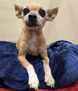 26-434 -  Chihuahua Dog for Adoption in Lindenhurst, New York - 26-434 | PetCurious