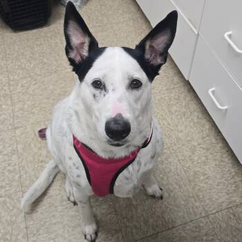 Australian Cattle Dog Blue Heeler and Mixed Breed Dogs Available for Adoption in Milan, Illinois - Hiro | PetCurious