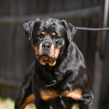 Rottweiler Dogs Available for Adoption in Chester Springs, Pennsylvania - Rottini | PetCurious