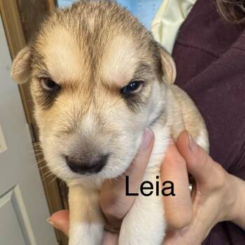 Mixed Breed Dogs Available for Adoption in Bartlett, Tennessee - Leia | PetCurious