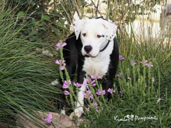 Rescue Boxer and Mixed Breed Dogs for Adoption in Omaha, Nebraska - MARTHA | PetCurious