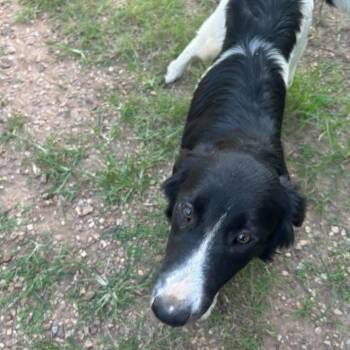 Munchie -  Border Collie and Mixed Breed Dog for Adoption in Hackett, Arkansas - Munchie | PetCurious