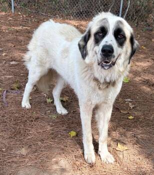 Betty White -  Great Pyrenees Dog for Adoption in Little Rock, Arkansas - Betty White | PetCurious