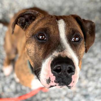 RIGGS -  American Bulldog and Mixed Breed Dog for Adoption in Toronto, Ontario - RIGGS | PetCurious
