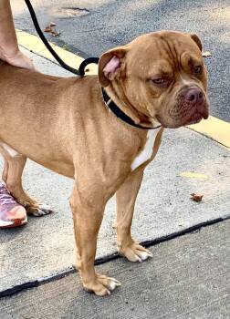 Rescue Pit Bull Terrier and Boxer Dogs for Adoption in Mckeesport, Pennsylvania - Major | PetCurious