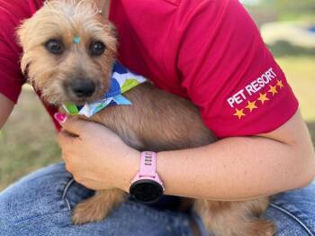 Gustavo -  Yorkshire Terrier and Chihuahua Dog for Adoption in Humacao, Humacao - Gustavo | PetCurious