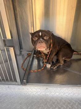 Mixed Breed Dogs Available for Adoption in Dallas, Texas - ATHENA | PetCurious