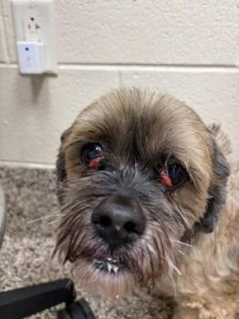 Coco -  Shih Tzu and Mixed Breed Dog for Adoption in Westland, Michigan - Coco | PetCurious