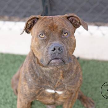 Chip -  Boxer and Mixed Breed Dog Available for Adoption in Abilene, Texas - Chip | PetCurious