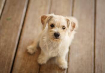 Shih Tzu and Yorkshire Terrier Dogs Available for Adoption in Monroe, North Carolina - Sunshine | PetCurious