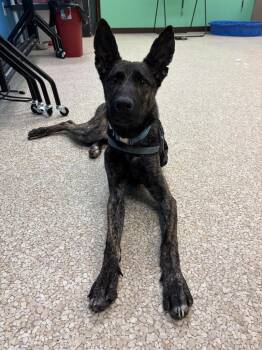 German Shepherd Dog and Mixed Breed Dogs Available for Adoption - Lemon | PetCurious