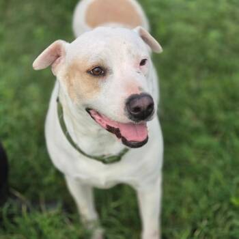 Pit Bull Terrier Dogs Available for Adoption in Austin, Texas - Meredith JuM | PetCurious