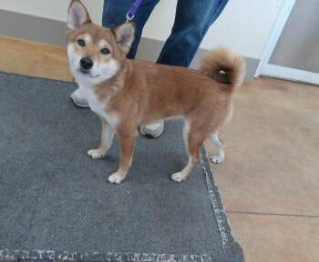 Shiba Inu Dogs Available for Adoption - Rose (no More Applications) | PetCurious