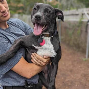 Mixed Breed Dogs Available for Adoption - Belle Gunness | PetCurious