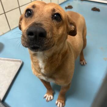 Mixed Breed Dogs Available for Adoption in Lufkin, Texas - Trixie | PetCurious