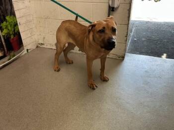 Mastiff and Mixed Breed Dogs Available for Adoption in San Bernardino, California - PATTY | PetCurious