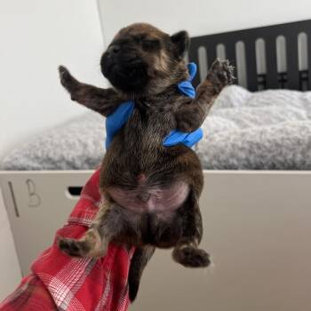 Alder -  Mixed Breed Dog for Adoption in Hailey, Idaho - Alder | PetCurious