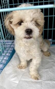 Purebred Hypoallergenic Pup Toto -  Shih Tzu Dog for Adoption in Boca Raton, Florida - Purebred Hypoallergenic Pup Toto | PetCurious