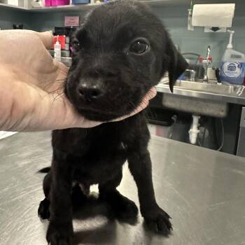 Apple Fritter -  Mixed Breed Dog for Adoption in Greensboro, North Carolina - Apple Fritter | PetCurious