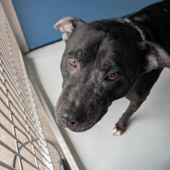 Flounder -  Mixed Breed Dog for Adoption in Greenville, South Carolina - Flounder | PetCurious